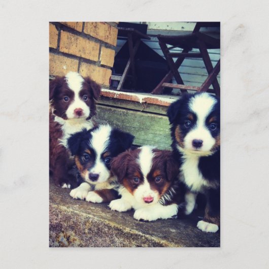 Carte Postale L'amour des chiots - adorable berger australien (Devant)