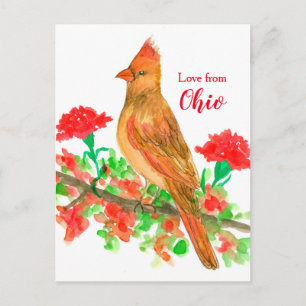 Carte Postale L'Amour Des Oiseaux Cardinaux Féminins De L'Ohio