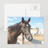 Carte Postale L'amour du cheval (Devant / Derrière)