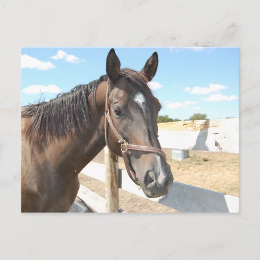 Carte Postale L'amour du cheval (Devant)