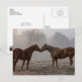 Carte Postale L'amour du cheval (Devant / Derrière)