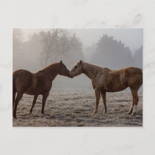 Carte Postale L'amour du cheval (Devant)