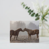 Carte Postale L'amour du cheval (Debout devant)