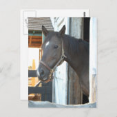 Carte Postale L'amour du cheval (Devant / Derrière)