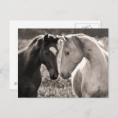 Carte Postale L'amour du cheval (Devant / Derrière)