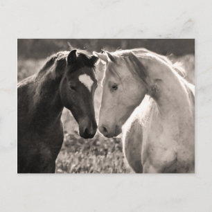 Carte Postale L'amour du cheval
