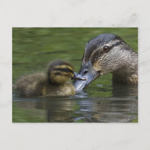 Carte Postale L'amour d'une mère