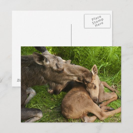 Carte Postale L'amour d'une mère (Devant / Derrière)