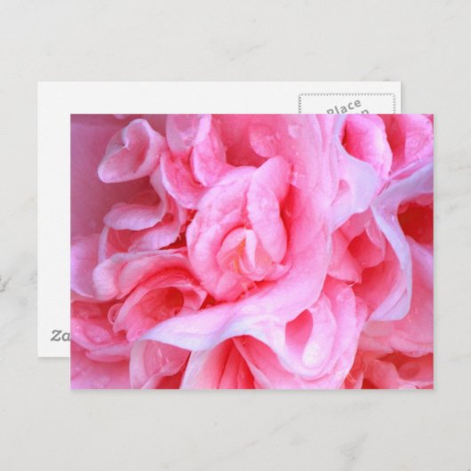 Carte Postale L'amour est_ (Devant / Derrière)