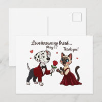 L'amour ne connaît pas de race Dalmatien et chat s