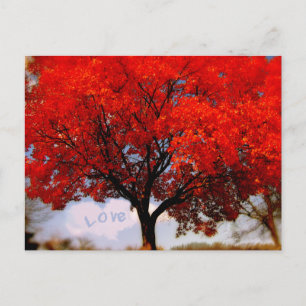 Carte Postale L'amour romantique est dans l'air arbre rouge d'au