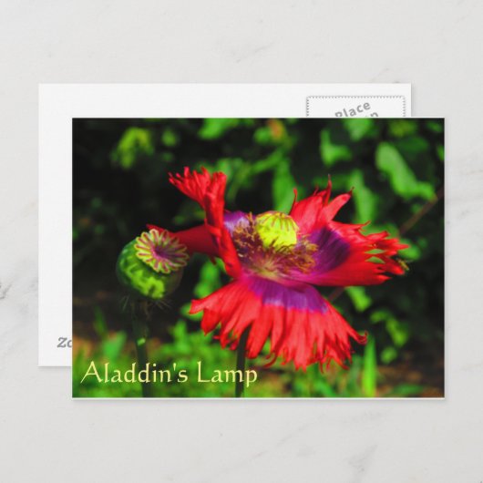 Carte Postale Lampe d'Aladdin (Devant / Derrière)