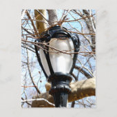 Carte Postale Lampe Post New York Central Park (Devant)