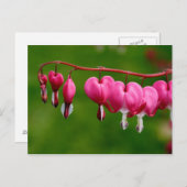 Carte Postale Lamprocapnos spectabilis (Devant / Derrière)