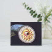 Carte Postale Lamproie de mer (Debout devant)