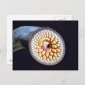 Carte Postale Lamproie de mer (Devant / Derrière)