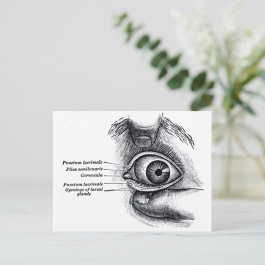 Carte Postale L'anatomie de Grey — globe oculaire (Debout devant)