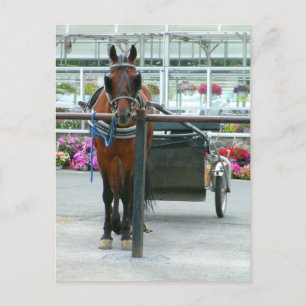 Carte Postale Lancaster Horse