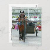 Carte Postale Lancaster Horse (Devant / Derrière)