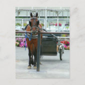 Carte Postale Lancaster Horse (Devant)