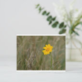 Carte Postale Lanceleaf Coreopsis (Debout devant)
