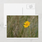 Carte Postale Lanceleaf Coreopsis (Devant / Derrière)