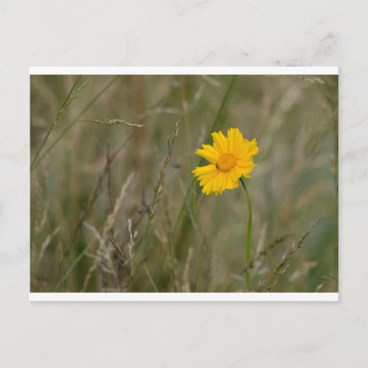 Carte Postale Lanceleaf Coreopsis (Devant)