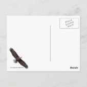 Carte Postale Lancement de l'aigle chauve (Dos)