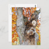 Carte Postale L'Ancien Arbre (Devant / Derrière)