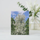 Carte Postale L'Ancien Pommier (Debout devant)