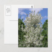 Carte Postale L'Ancien Pommier (Devant / Derrière)