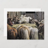 Carte Postale L'âne de la table ronde (Devant / Derrière)