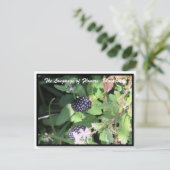 Carte Postale Langage des Fleurs La Ronce (Debout devant)