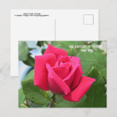 Carte Postale Langage des Fleurs Rose Rose (Devant / Derrière)