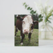 Carte Postale Langue d'arrachage de vache (Debout devant)