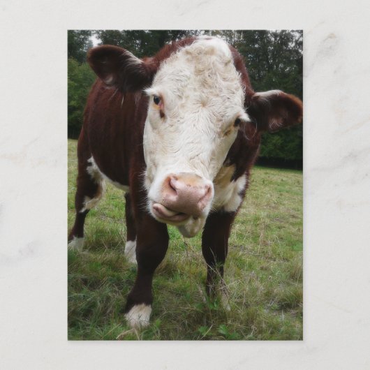 Carte Postale Langue d'arrachage de vache (Devant)