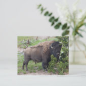 Carte Postale Langue d'arrachage du bison (Debout devant)