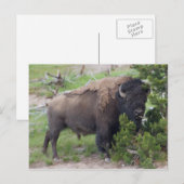 Carte Postale Langue d'arrachage du bison (Devant / Derrière)