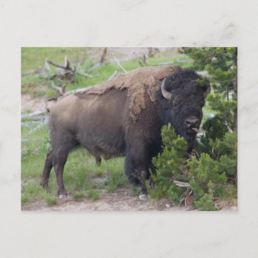 Carte Postale Langue d'arrachage du bison (Devant)