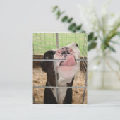 Carte Postale Langue de la vache (Debout devant)