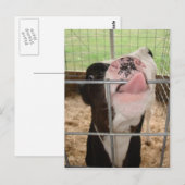 Carte Postale Langue de la vache (Devant / Derrière)