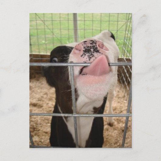 Carte Postale Langue de la vache (Devant)