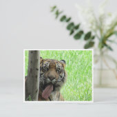 Carte Postale langue de tigre de sumatran (Debout devant)