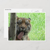 Carte Postale langue de tigre de sumatran (Devant / Derrière)