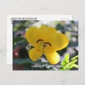 Carte Postale Langue des fleurs : Cassia (Devant / Derrière)
