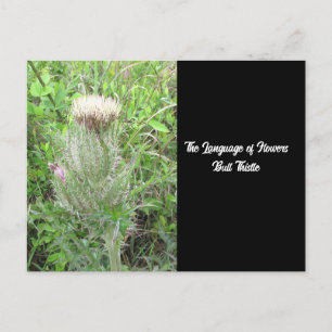 Carte Postale Langue des fleurs chardon