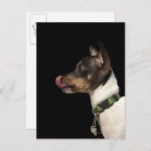 Carte Postale Langue du Terrier noir et blanc (Devant / Derrière)