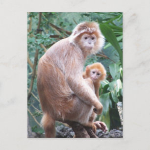 Carte Postale Langur Monkey Mother & Baby