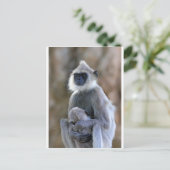 Carte Postale Langur singe (Debout devant)