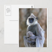 Carte Postale Langur singe (Devant / Derrière)